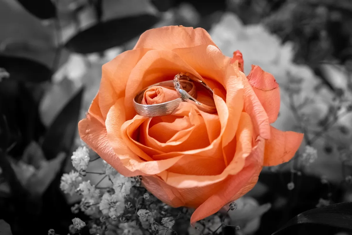 ringbilder-6-2500px-verkleinert.jpg